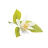 Miel de Fleurs d'Orangers seau 1.5 kg