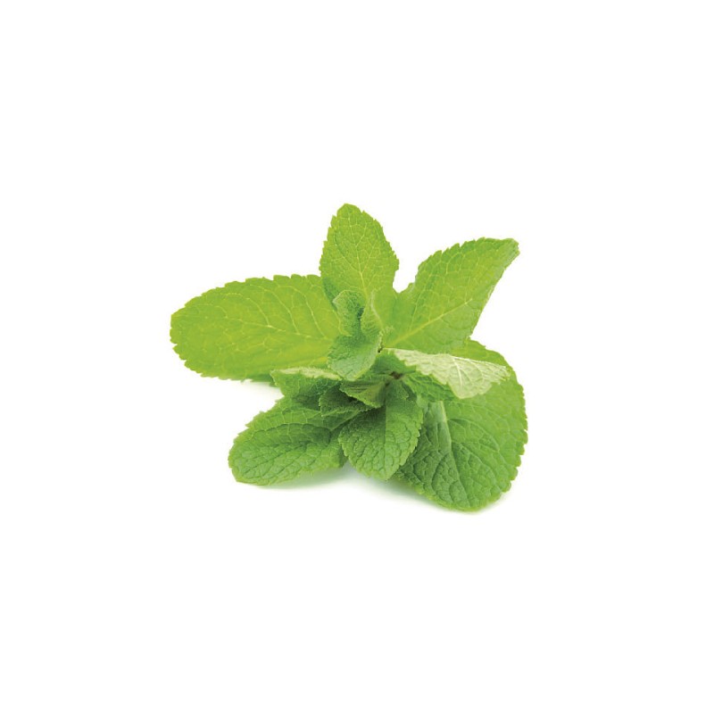 Pate à la menthe blanche du Pièmont 