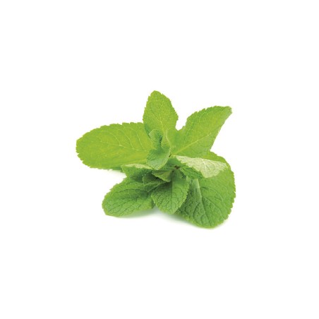 Pate à la menthe blanche du Pièmont 